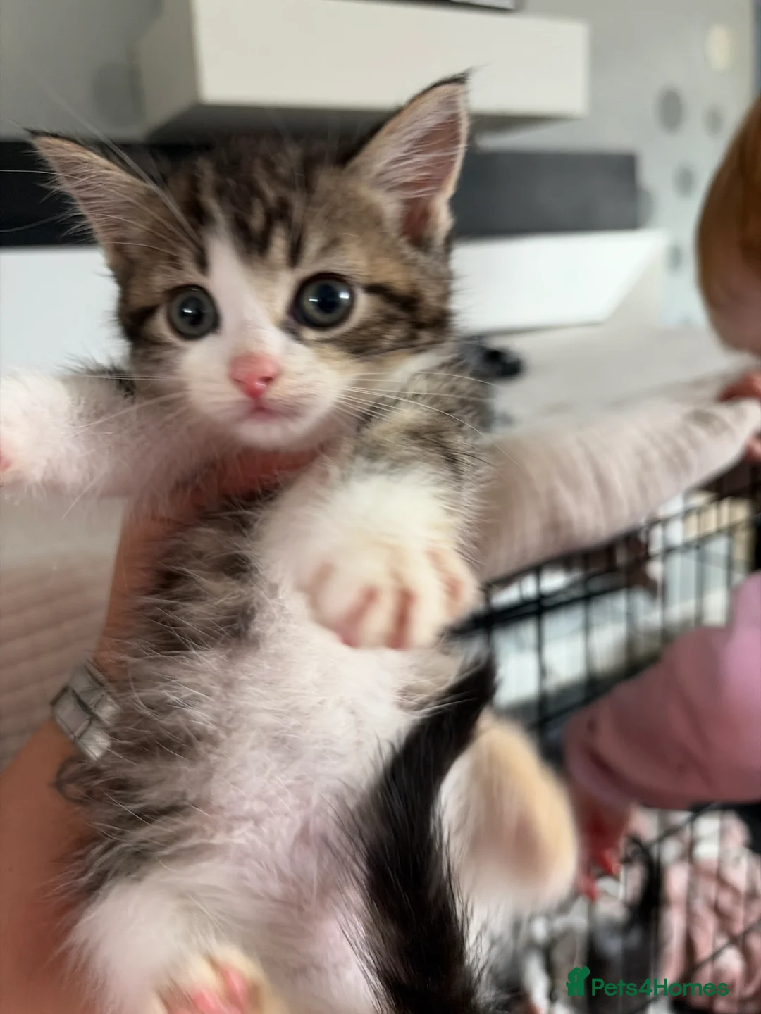 Mixed Breed cats for sale: Kittens for sale  - Advert 2