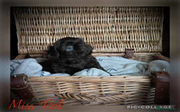 Shih Tzu dogs for sale: Stunning KC chocolate imperial Shihtzu puppies - Image 17