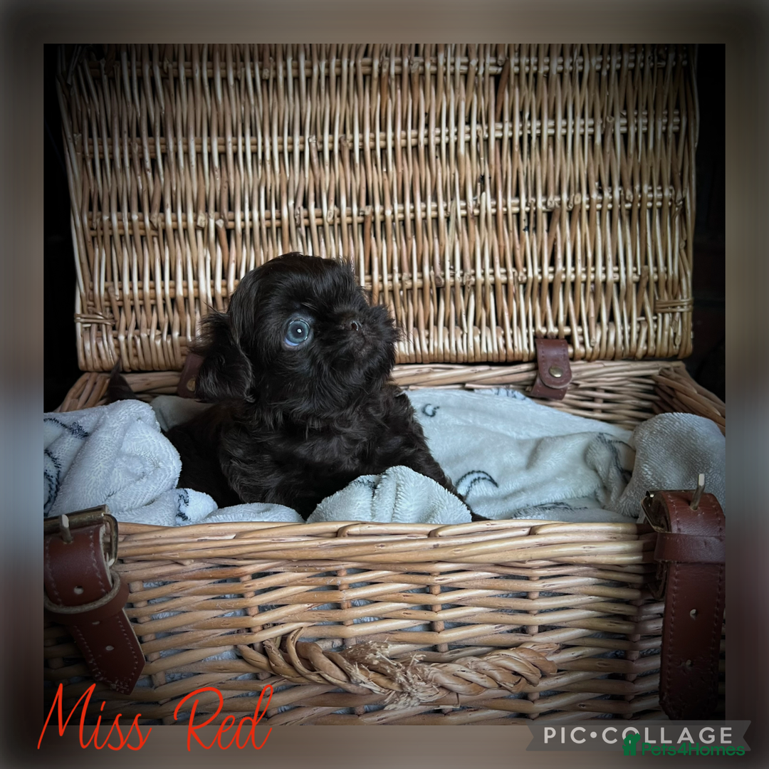 Shih Tzu dogs for sale: Stunning KC chocolate imperial Shihtzu puppies - Image 17