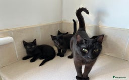Mixed Breed cats for sale: Black Kittens For Sale  - Image 6
