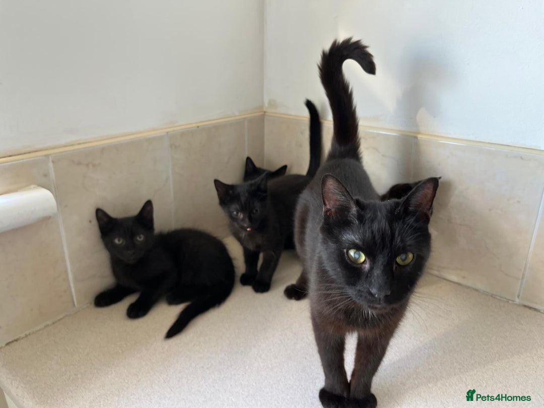 Mixed Breed cats for sale: Black Kittens For Sale  - Image 6