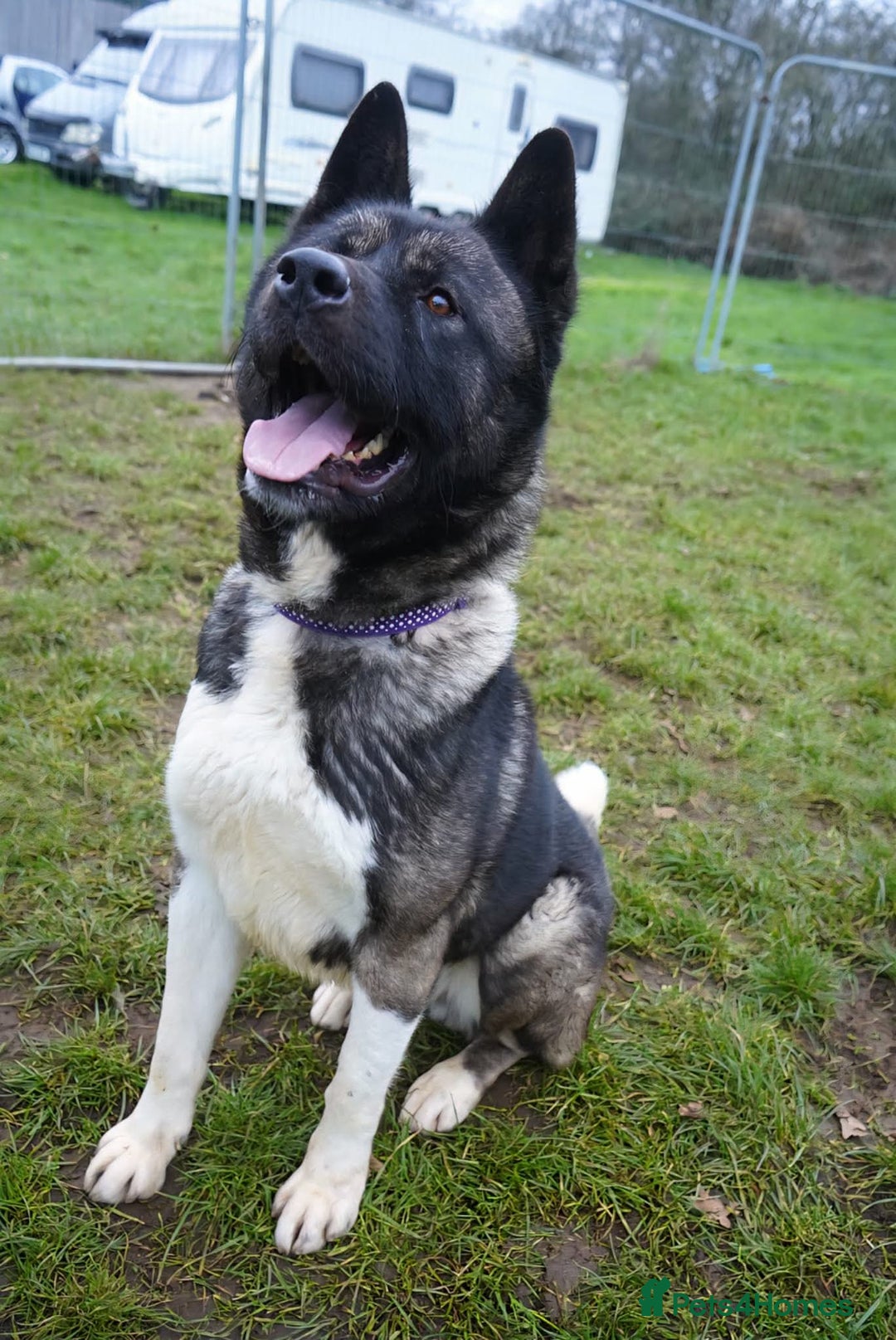 Akita dogs for adoption: Blake - Advert 7