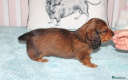 Dachshund dogs for sale: BEAUTIFUL KC REG MINI LONGHAIRED PUPPIES - Image 7