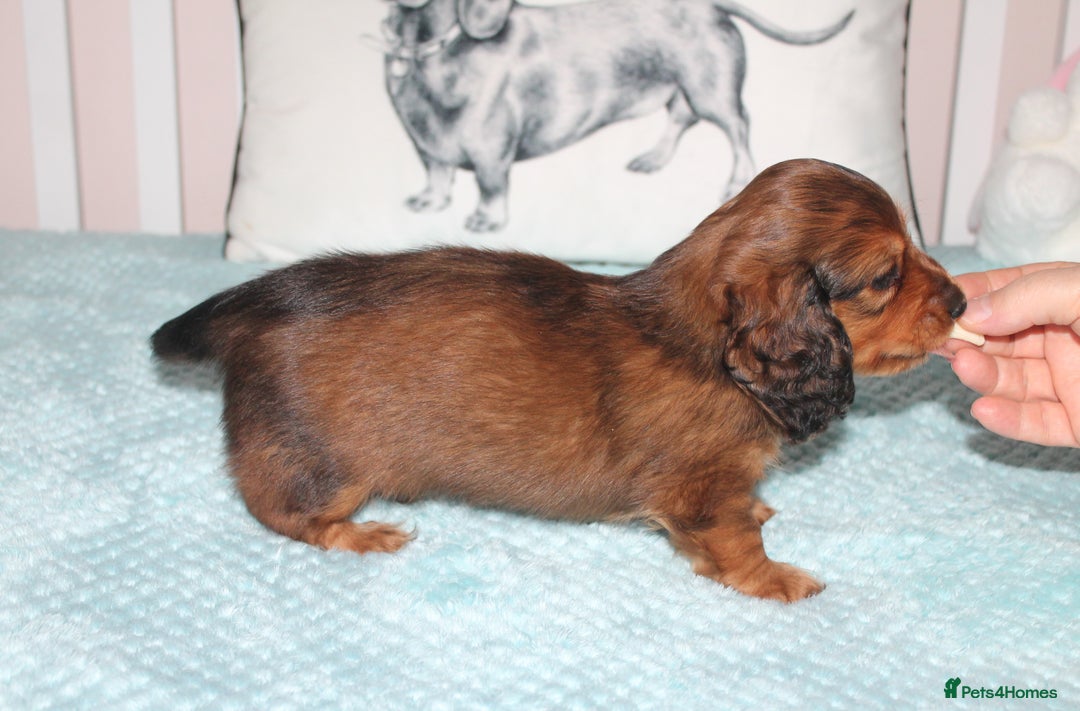 Dachshund dogs for sale: BEAUTIFUL KC REG MINI LONGHAIRED PUPPIES - Image 7