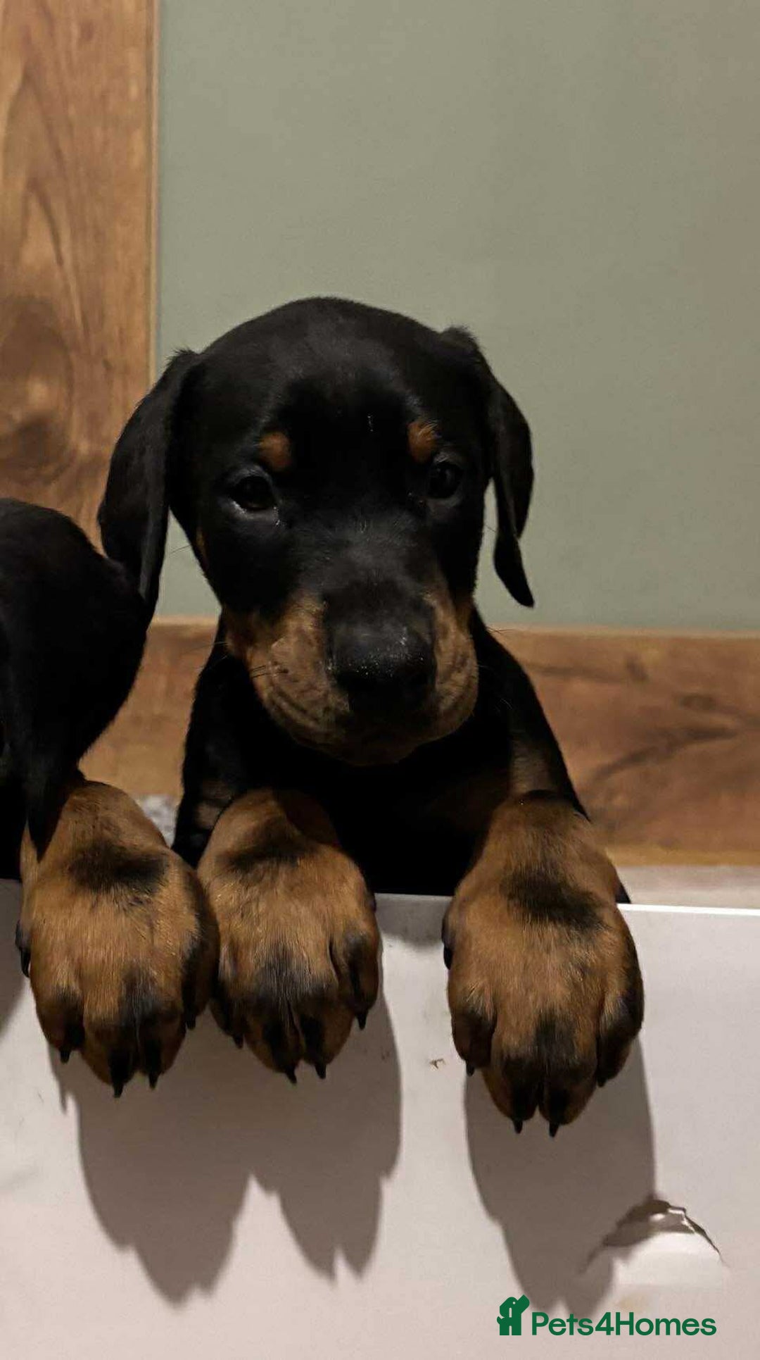 Dobermann dogs for sale: Stunning KC Dobermans champion bloodlines  - Advert 12