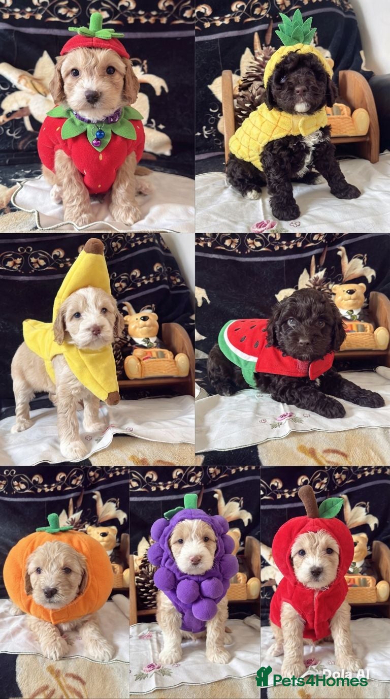 Cockapoo dogs Cockapoos genuine first cross - Advert 1