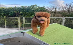 Cockapoo dogs for sale: Fox Red Super Quality Cockapoos - Image 21