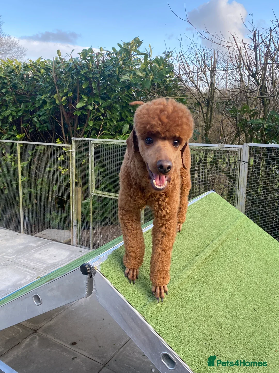 Cockapoo dogs for sale: Fox Red Super Quality Cockapoos - Image 21