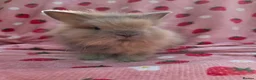 Lionhead rabbits for sale: Fluffy Teddy lion head x Angora ☆8weeks ready now - Advert 20