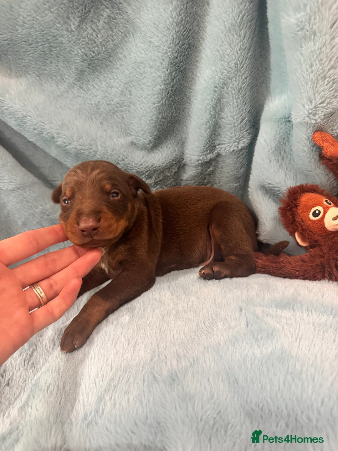 Dobermann dogs for sale: Brown and tanned Doberman puppies KC registered   - Advert 8