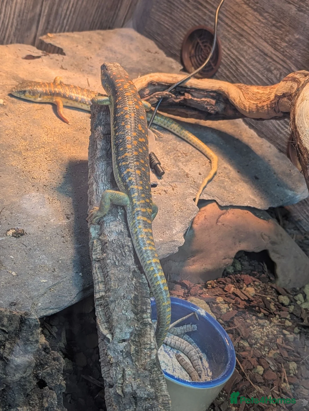 Skink reptiles for sale: Berber Skinks in Deeside - Advert 2