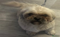 Shih Tzu dogs for sale: shih tzu - Image 3