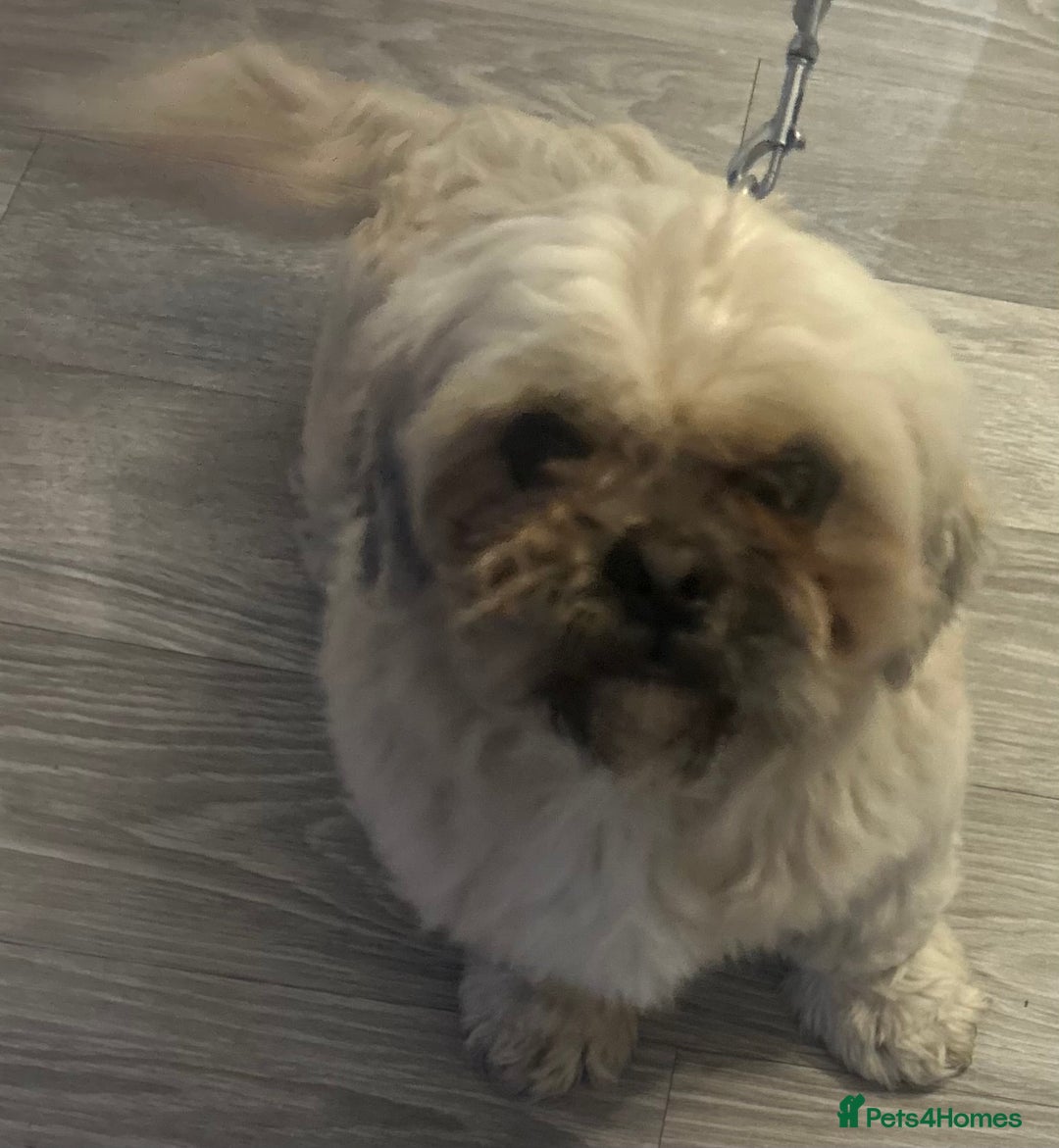 Shih Tzu dogs for sale: shih tzu - Image 3