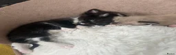 Persian cats for sale: Perdoll mother - 4 kittens - Advert 6