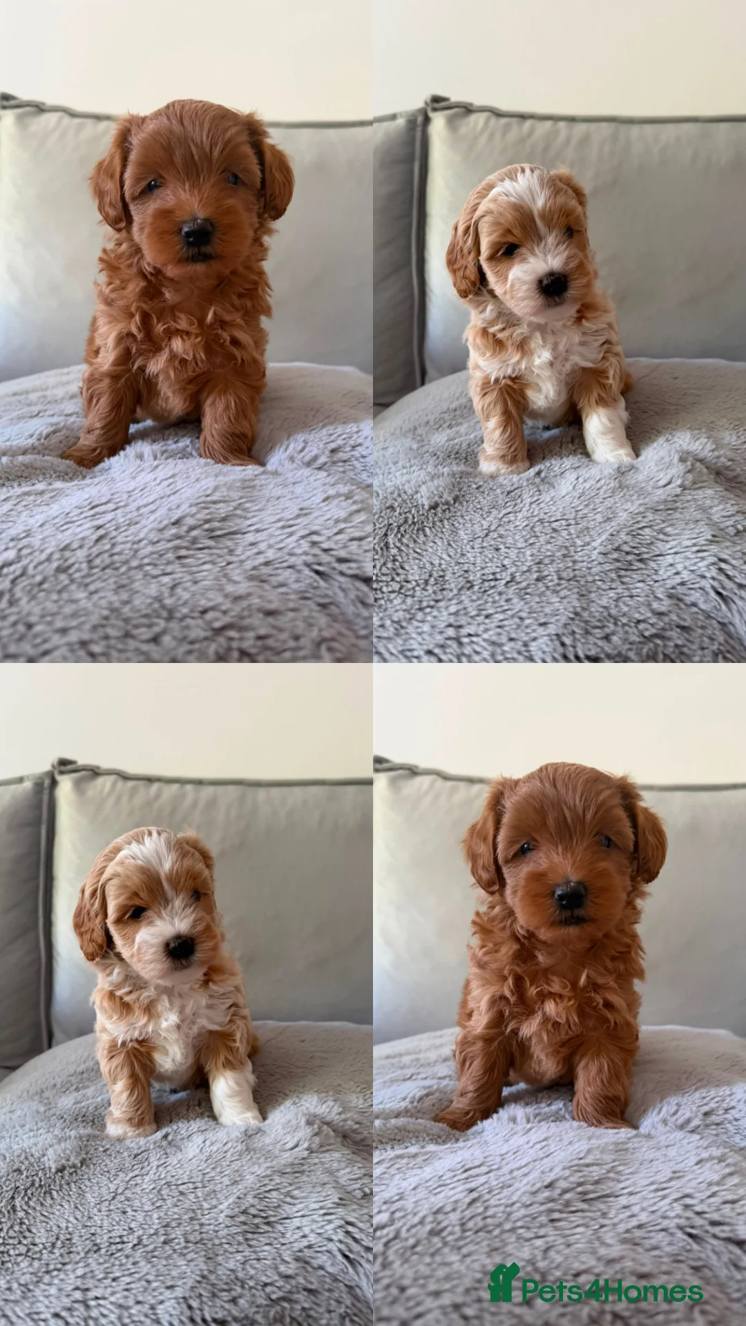 Shihpoo dogs for sale: Two Beautiful Shihpoo Puppies looking for home🏡  - Advert 2