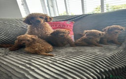 Miniature Poodle dogs for sale: Miniature tiny size poodles 1💙1🩷 - Image 10
