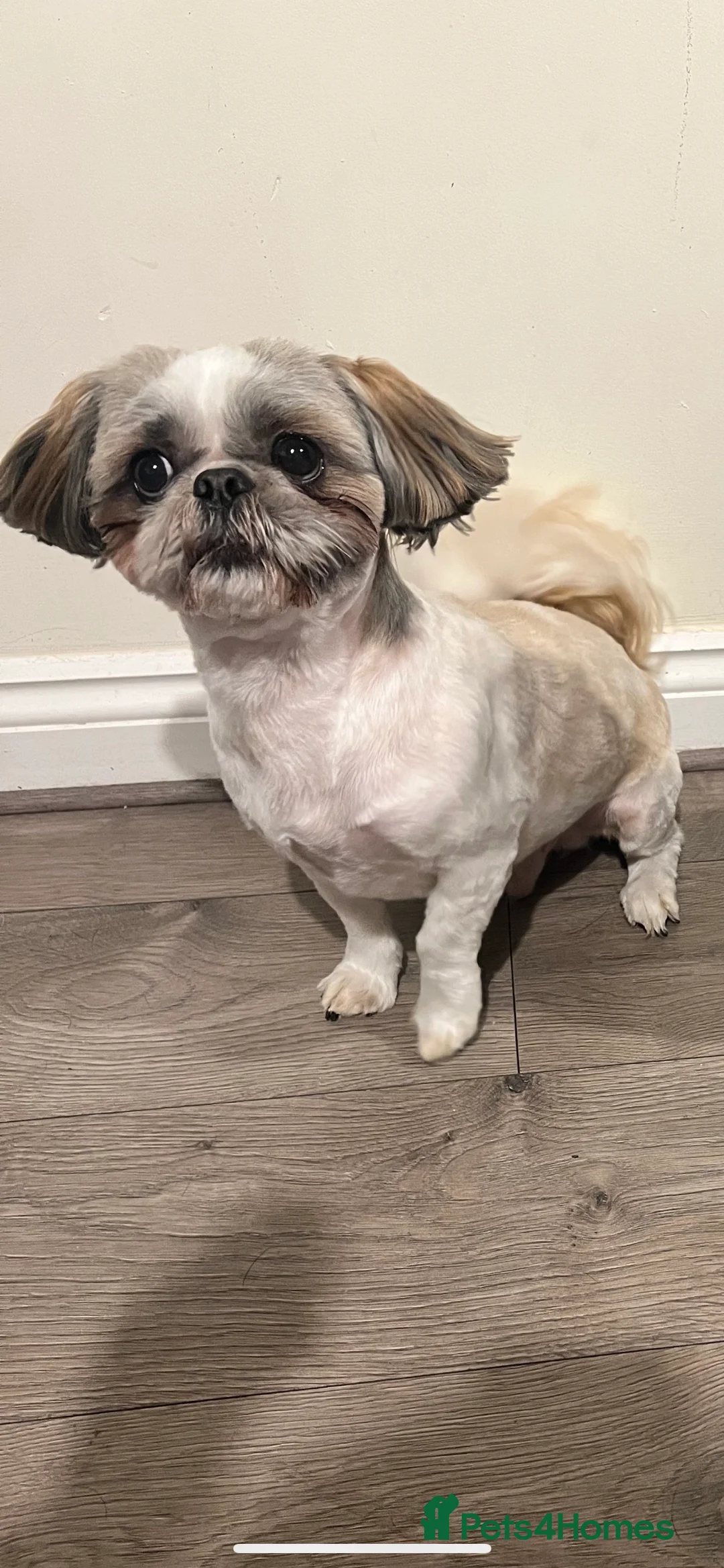 Shih Tzu dogs for stud: STUD shihtzu in Nuneaton - Advert 2