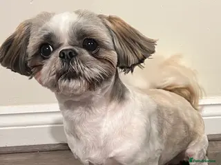 Shih Tzu dogs STUD shihtzu - Advert 8