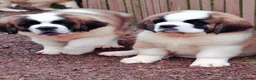 Saint Bernard dogs for sale: REDUCED Show Quality Saint Bernard's  - Advert 2