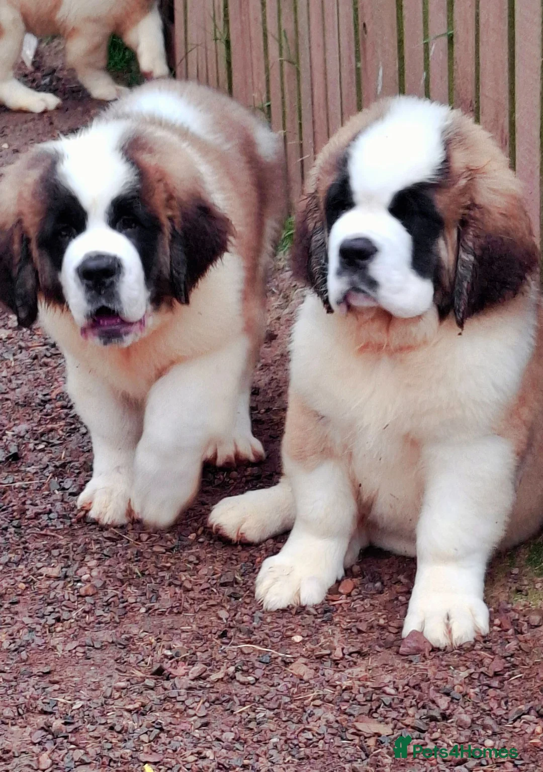 Saint Bernard dogs for sale: REDUCED Show Quality Saint Bernard's  - Advert 2