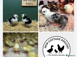 Chickens poultry Female Chicks in a range of breeds - Advert 7