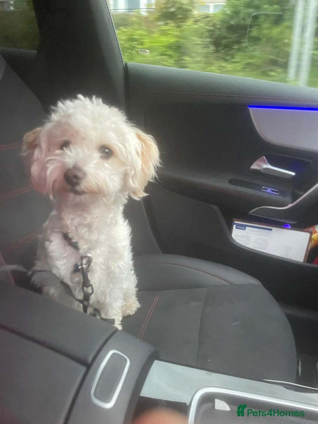 Maltipoo dogs for sale: BENJI in Goole - Advert 1