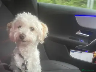 Maltipoo dogs BENJI - Advert 1