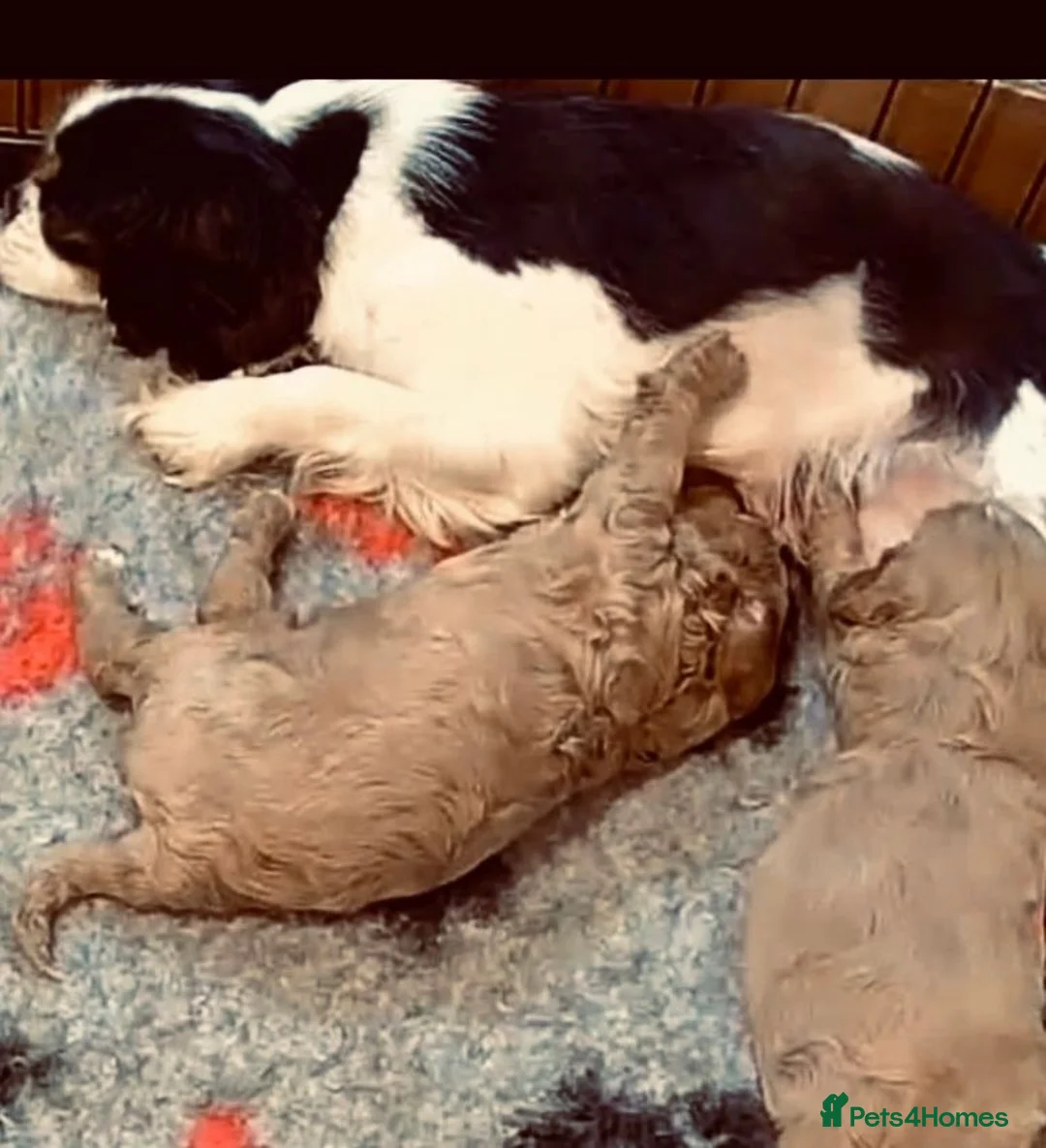 Cavalier King Charles Spaniel dogs for sale: Kennel Club registered ruby Cavalier boy puppies. - Advert 10