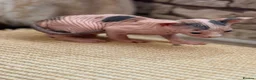 Sphynx cats for sale: sphynx kittens for sale - Advert 21
