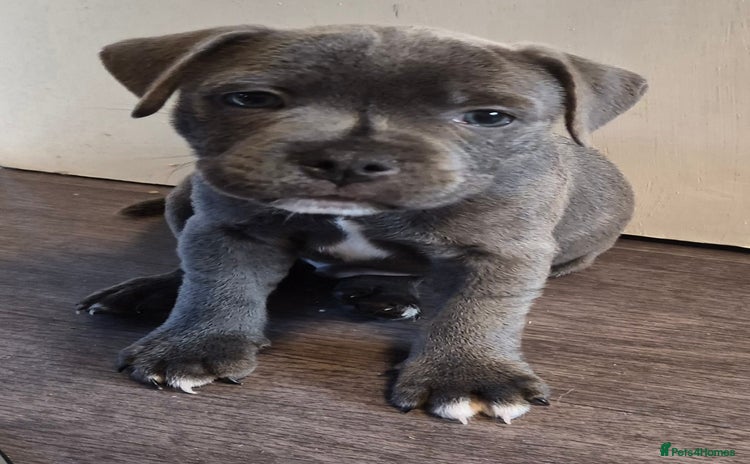 Staffordshire Bull Terrier dogs - Advert 6
