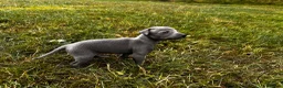 Italian Greyhound dogs for sale: KC Registered Italian Greyhounds Puppies - Advert 6