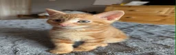 Domestic Shorthair cats for sale: 5 Ginger Kittens - Advert 24