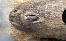 Mouse rodents for sale: Beautiful fancy mice looking for forever homes - Image 9