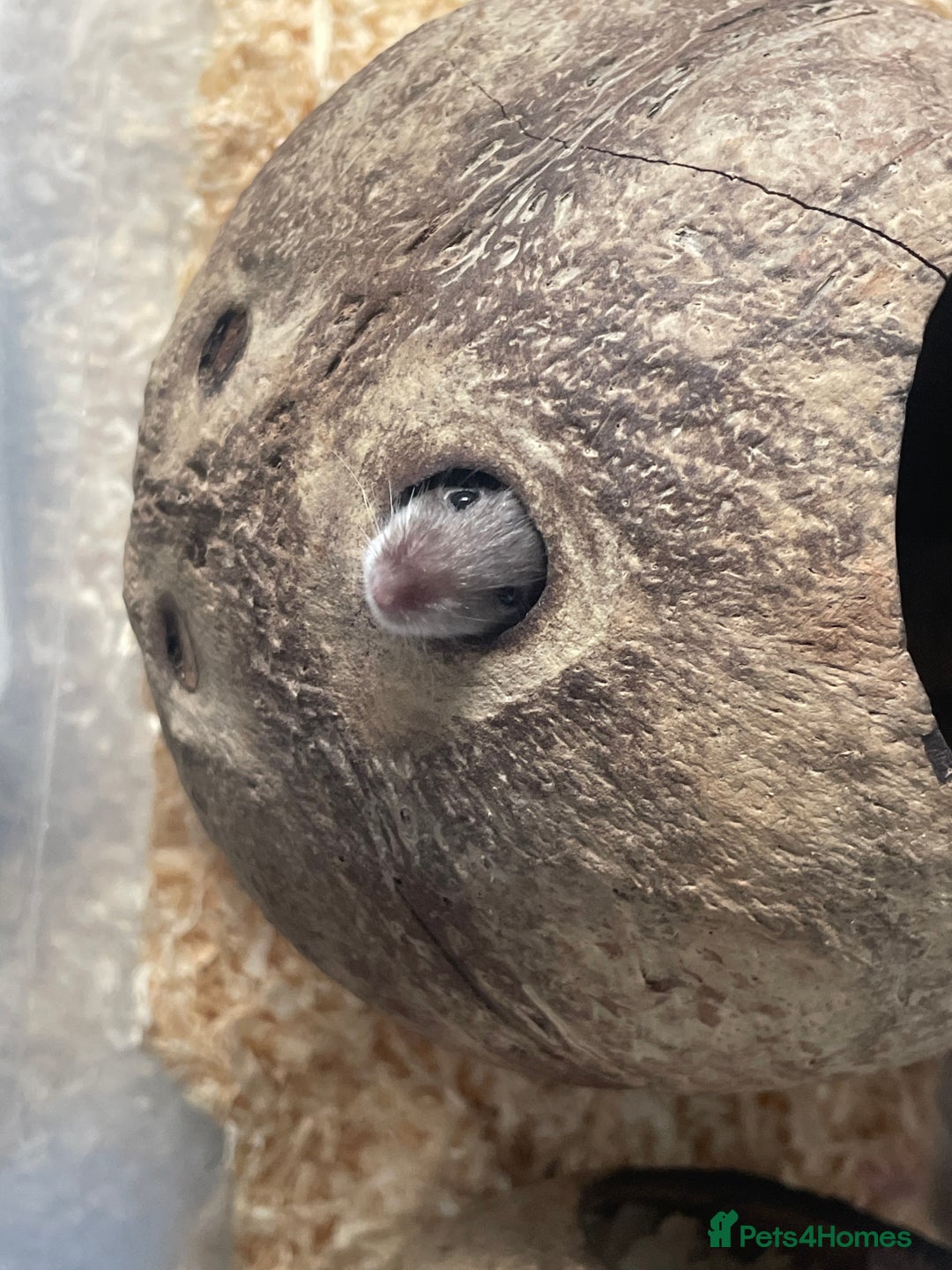 Mouse rodents for sale: Beautiful fancy mice looking for forever homes - Image 9