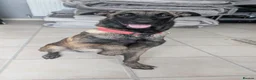 Belgian Shepherd Dog dogs for sale: Belgian shepherd  - Advert 1