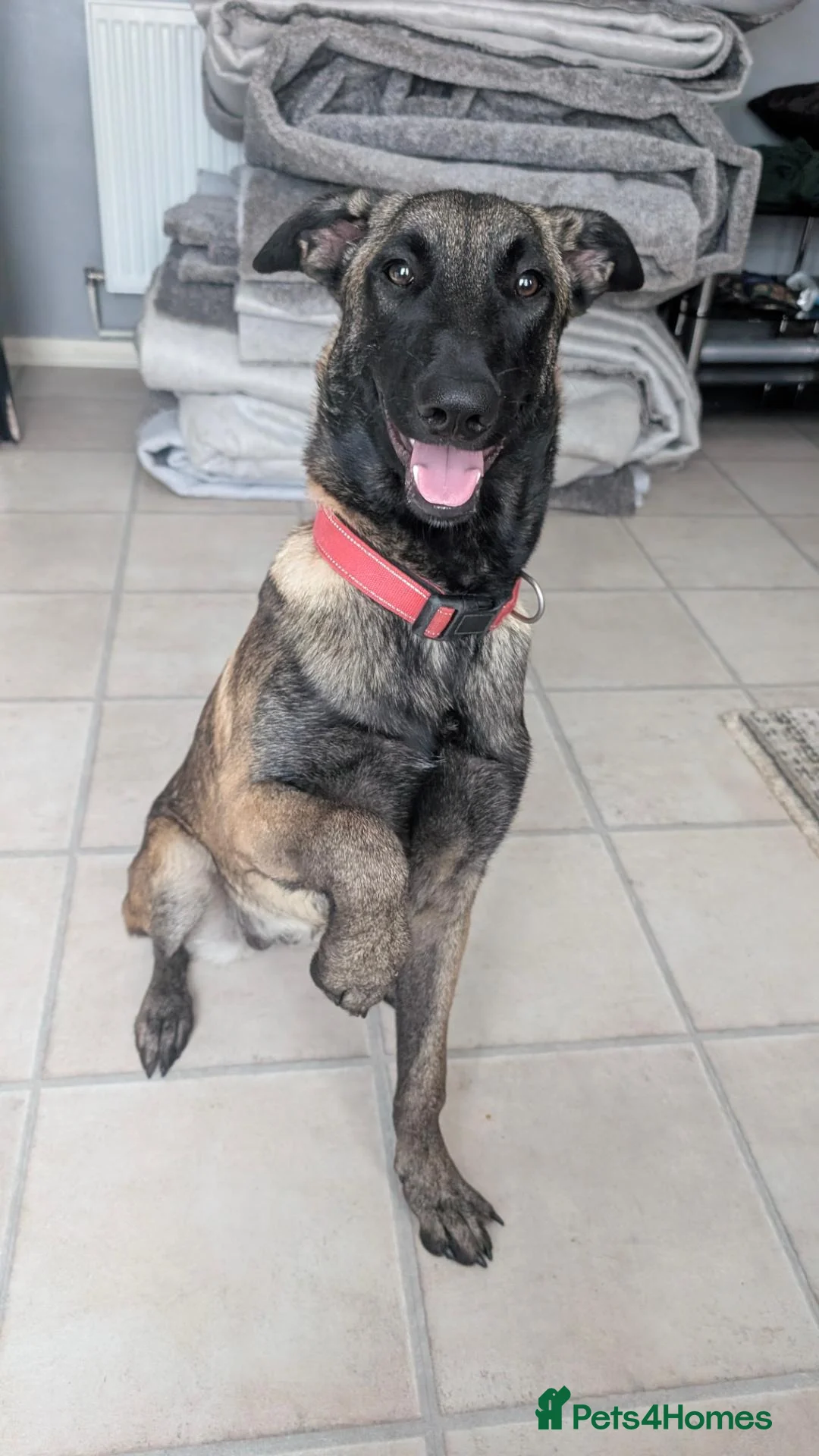 Belgian Shepherd Dog dogs for sale: Belgian shepherd  - Advert 1