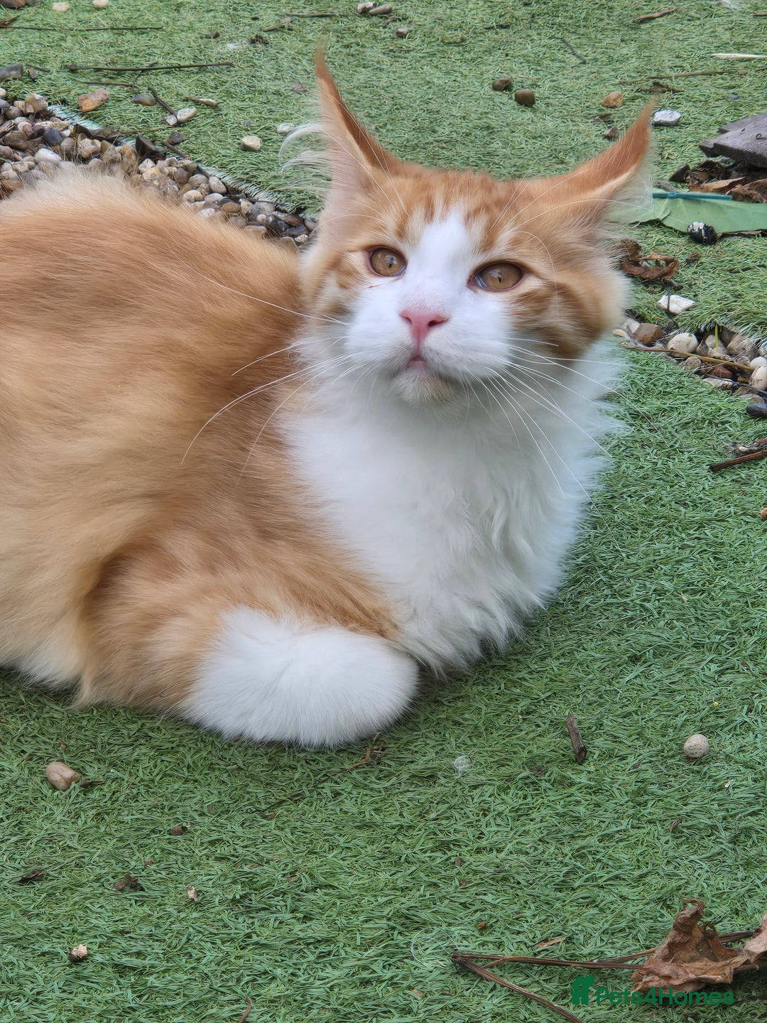 Maine Coon cats for sale: Maine coon kittins  for sale - Advert 10