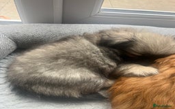 Pekingese dogs for sale: PEEKAPOM (Pekingese/Pomeranian) LAST GIRL LEFT - Image 8