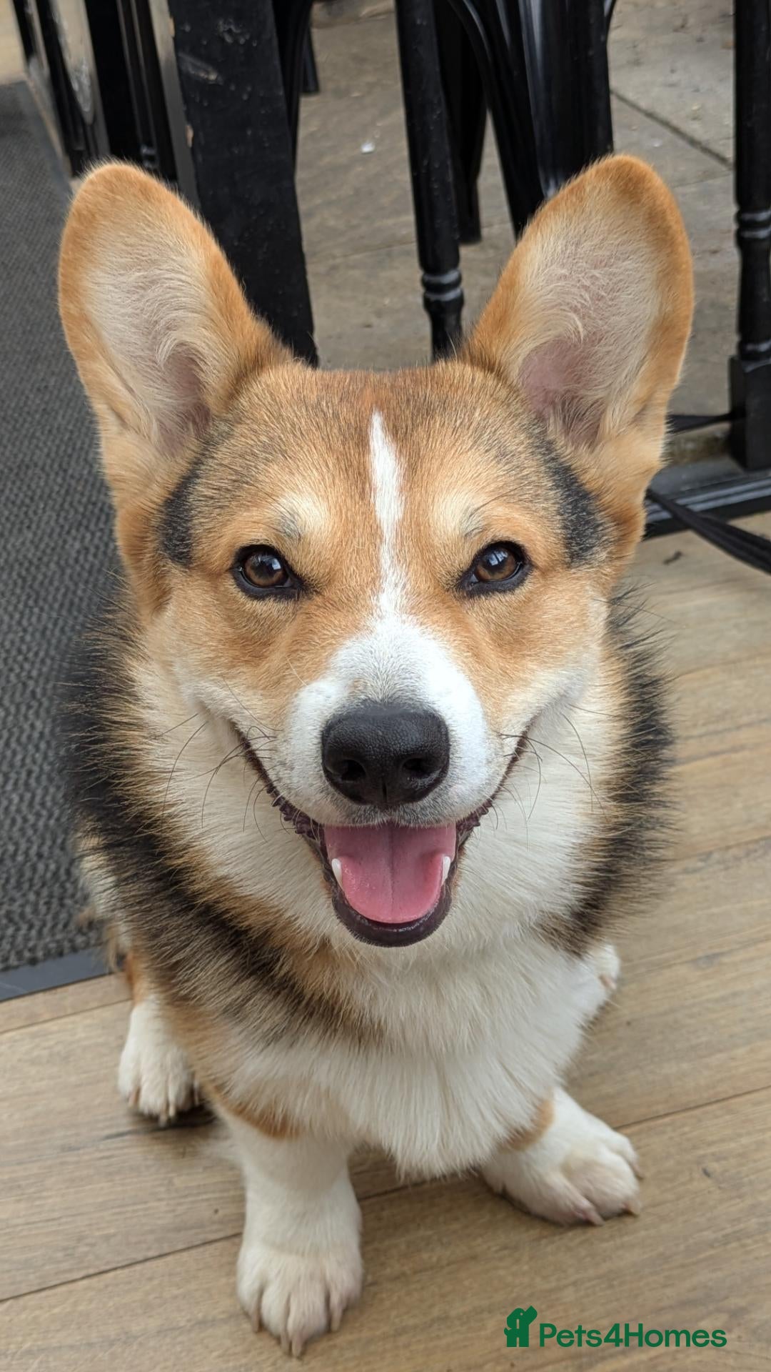 Welsh Corgi Pembroke dogs Beautiful Pembrokeshire corgi male - Advert 1
