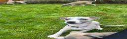 Whippet dogs for sale: KC whippet puppies  - Advert 7