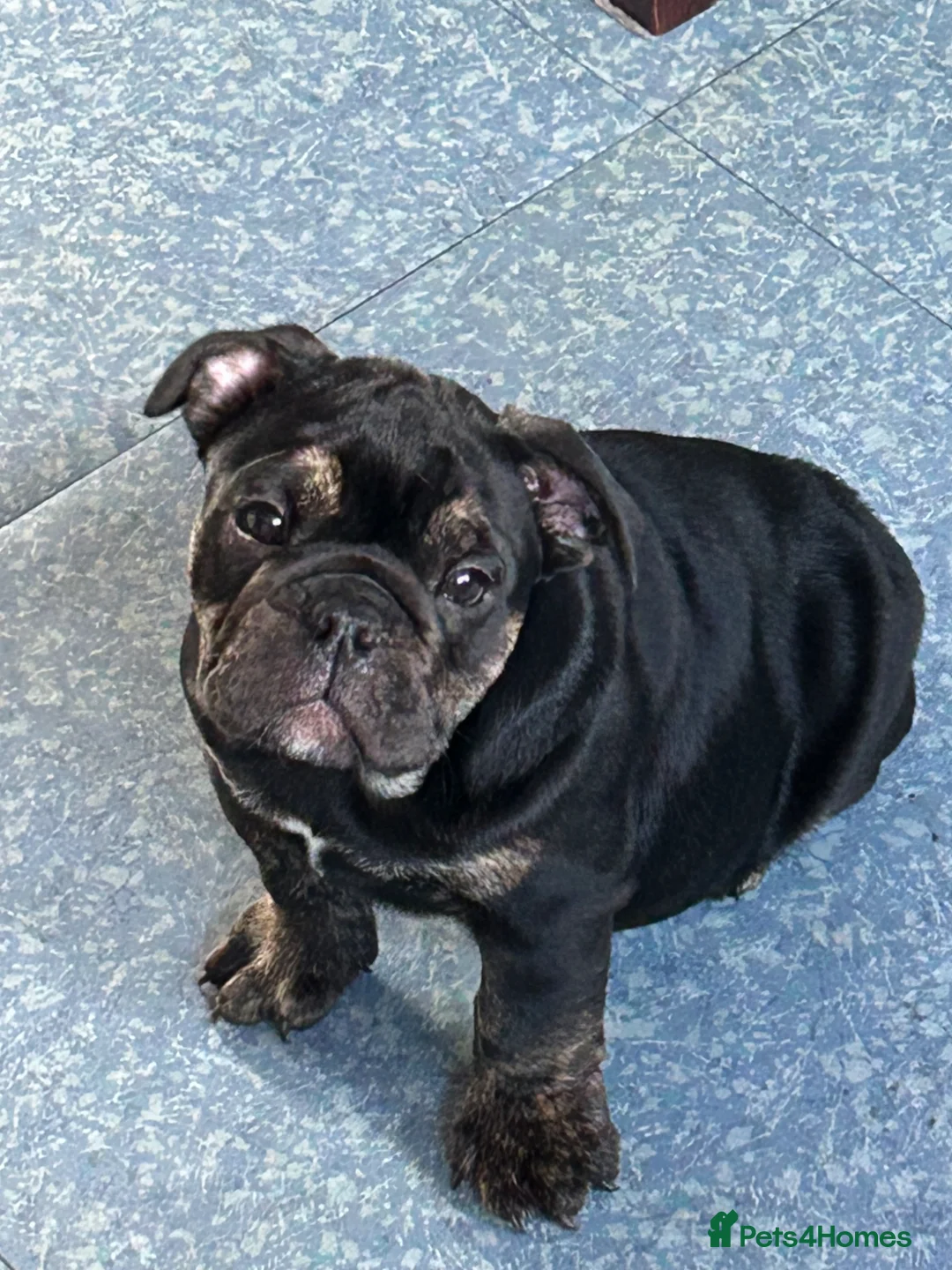 English Bulldog dogs for sale: British bulldogs  - Advert 7