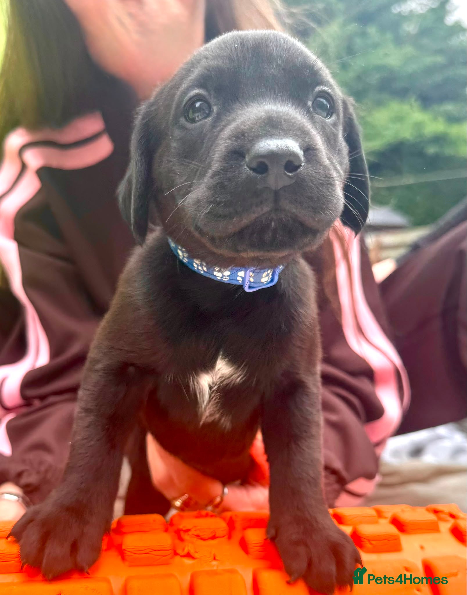 Labrador Retriever dogs Puppies for sale  - Advert 17