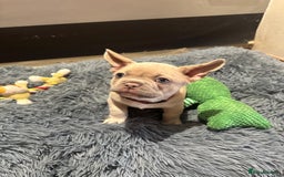 French Bulldog dogs for sale: Healthy and great looking litter. KC registered. - Image 2