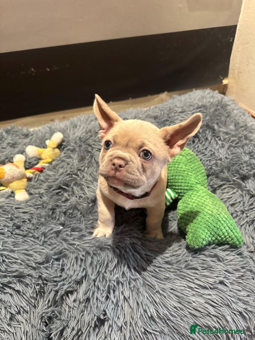 French Bulldog dogs for sale: Healthy and great looking litter. KC registered. - Image 2