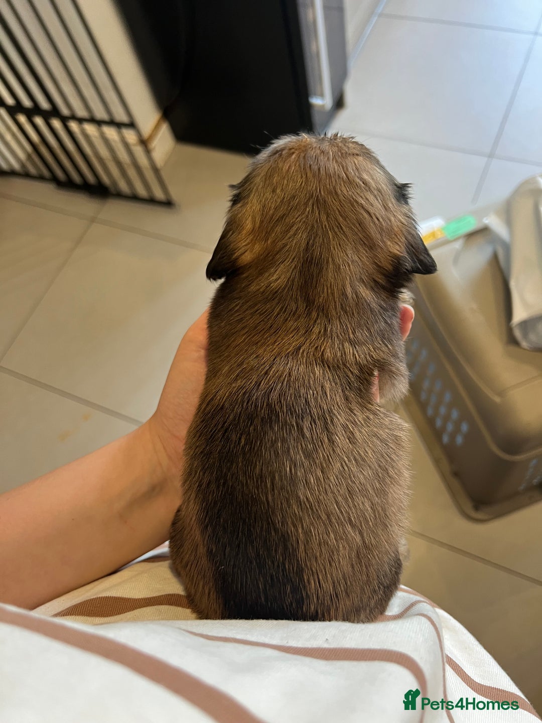 Mixed Breed dogs for sale: Chihuahua cross terrier puppies  - Image 19