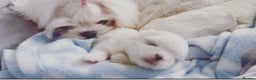 Maltese dogs for sale: Beautiful 6 month old Maltese Puppy Ready Now - Advert 7