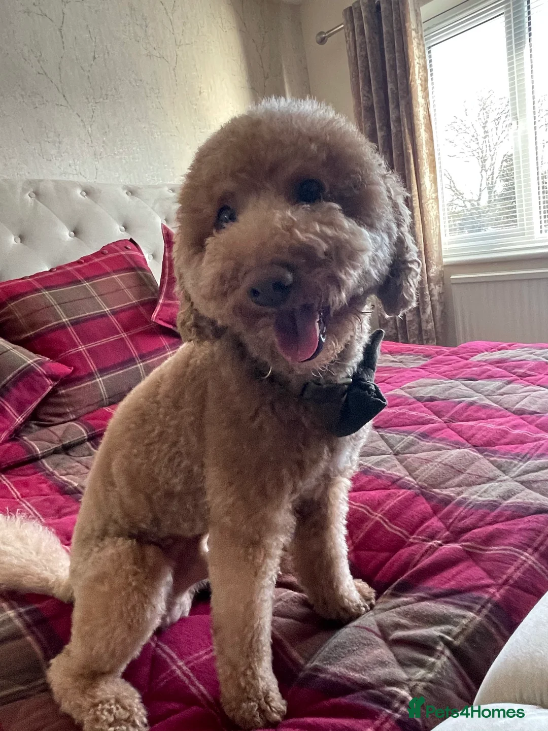 Poodle dogs for stud: ❤️Health Tested Beautiful red poodle for stud❤️ in Colchester - Advert 6
