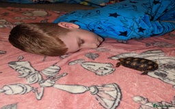 Tortoise reptiles for sale: Spotty the red footed tortoise and viv - Image 3