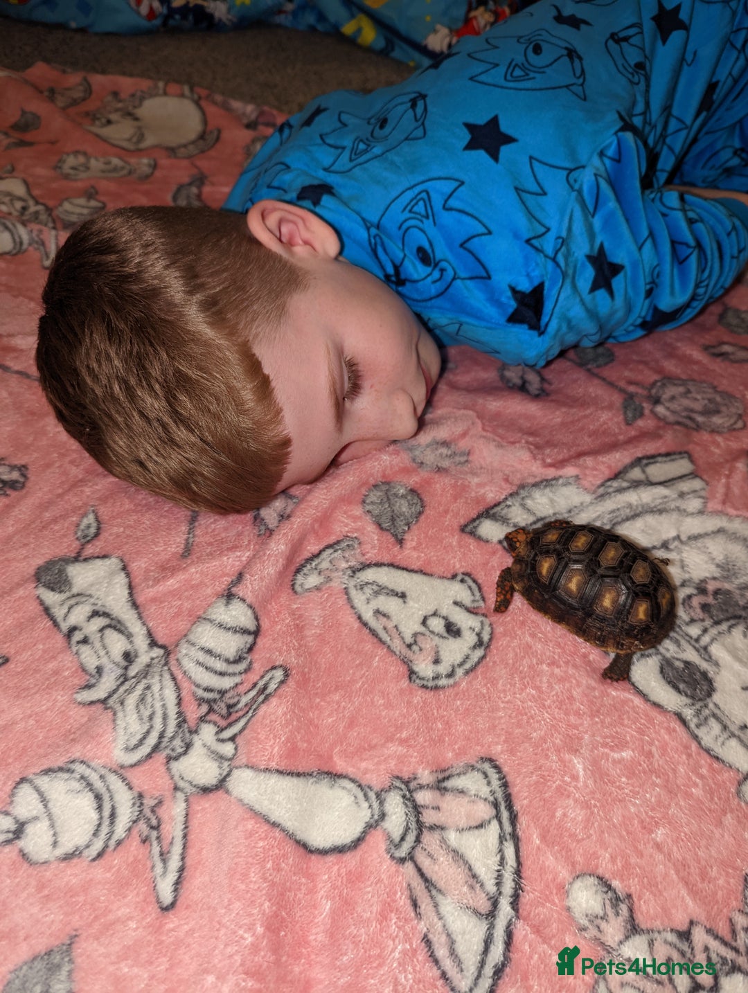 Tortoise reptiles for sale: Spotty the red footed tortoise and viv - Image 3