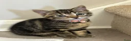 Mixed Breed cats for sale: 3 Gorgeous Kittens Looking for Their Forever Homes - Advert 15